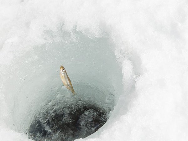 ■【群馬】冬こそ群馬へ!手ぶらで楽しめる「赤城山氷上ワカサギ釣り体験」&ワカサギフライ定食の昼食&富士見温泉見晴らしの湯1